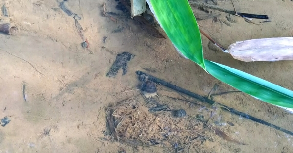 水中觅食的田螺短片