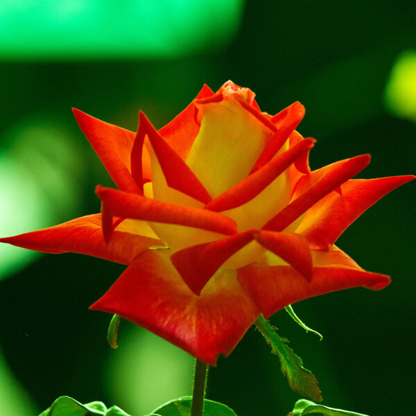 位圖植物攝影寫(xiě)實(shí)花卉花朵數(shù)碼照片免費(fèi)素材