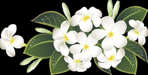 白色花朵綠植png元素素材