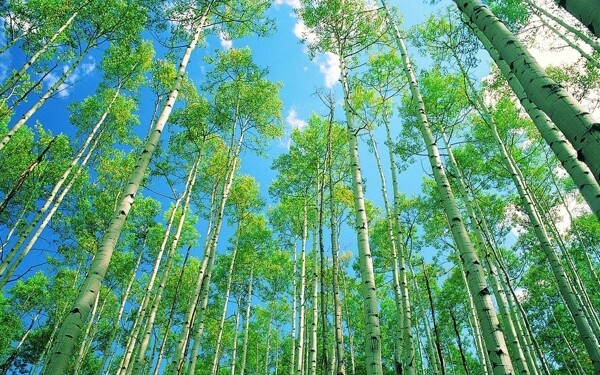 小樹(shù)林圖片