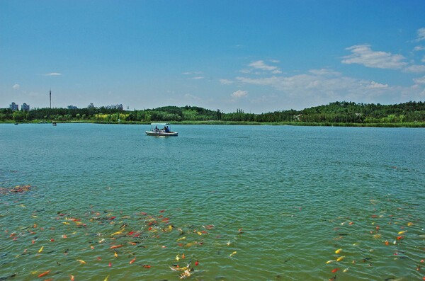 湖边的锦鲤图片