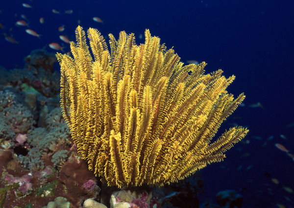 海洋生物