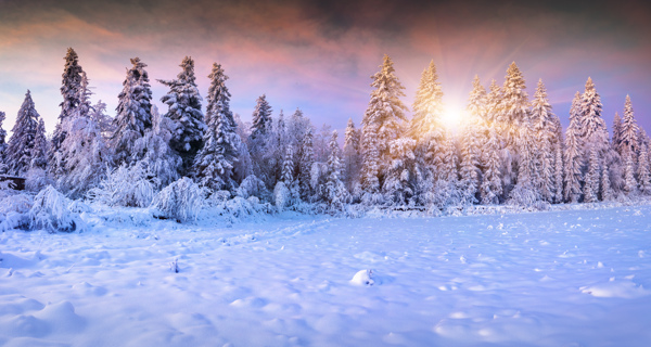 美丽的雪山树木景色图片