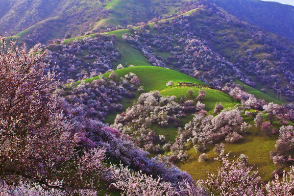 新疆新源野杏林风景