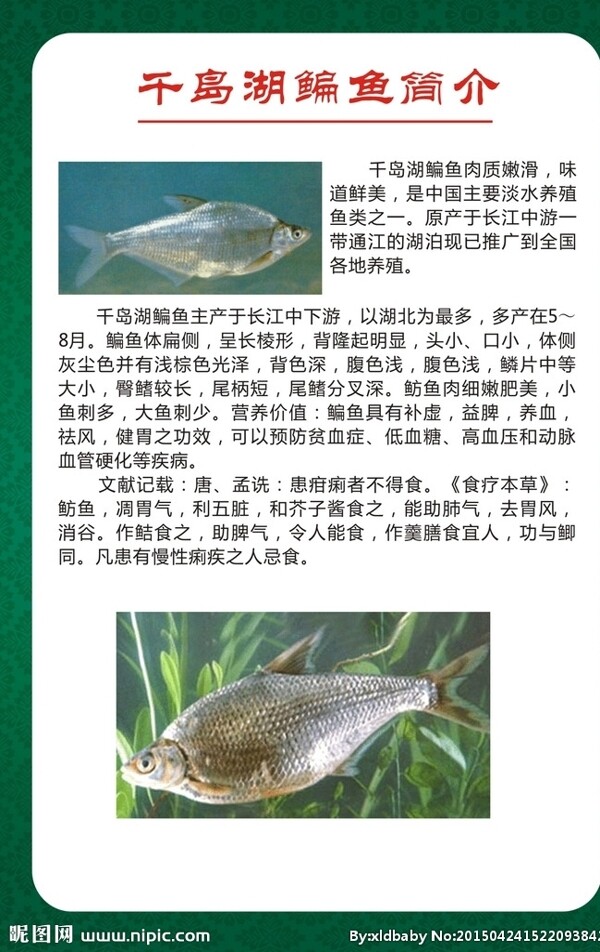 千岛湖鳊鱼图片