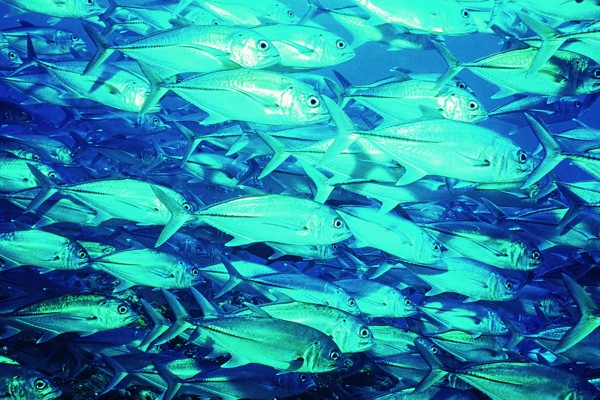 海底大海深海碧海海水礁石珊瑚海藻鱼群生物神秘广告素材大辞典