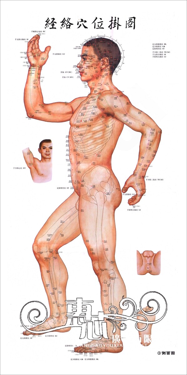 人体结构图侧面图片