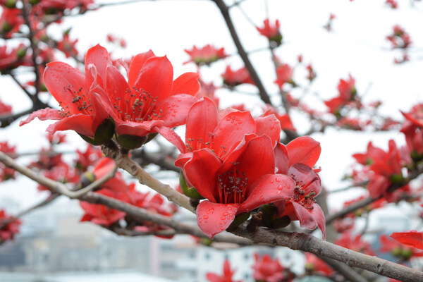 木棉花特写图片