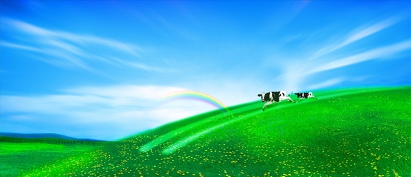 牛奶宣传绿色草原奶牛背景