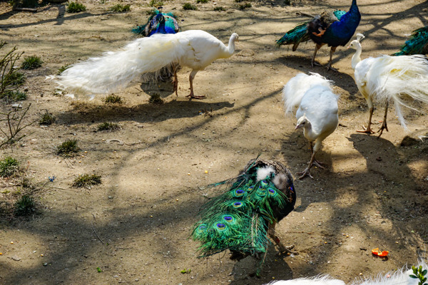 动物园里面一群漂亮的孔雀