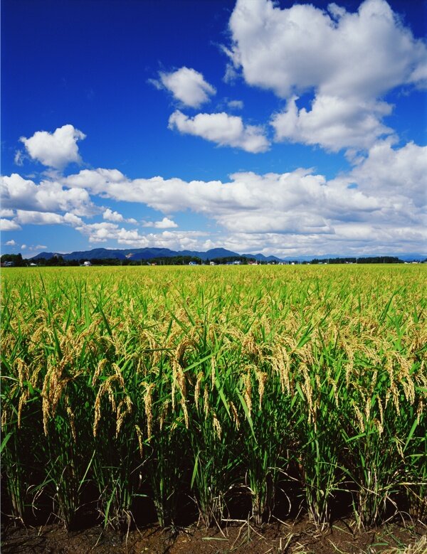 水稻稻田图片