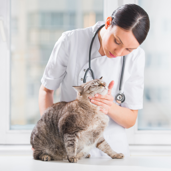 猫咪与宠物医生图片