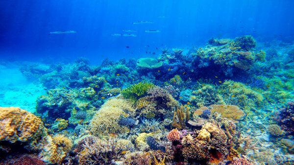 深水海底珊瑚背景图