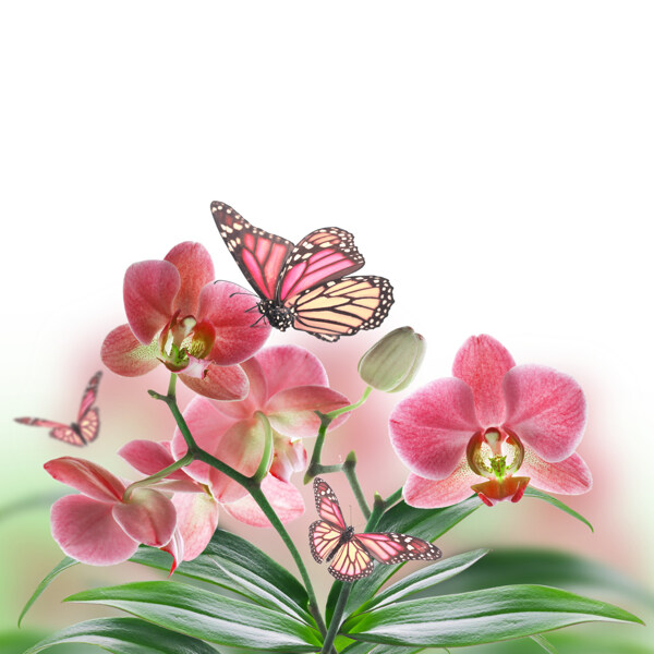 蝴蝶兰图片