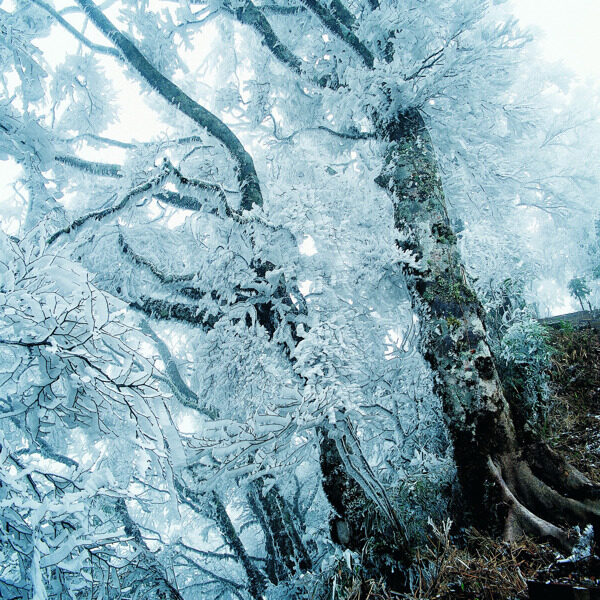 冬天雪景