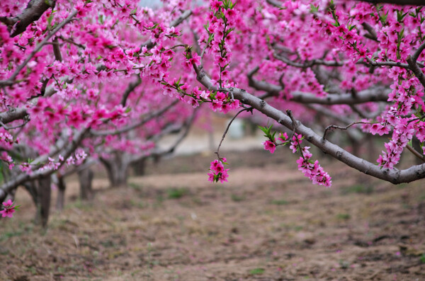 桃花园图片