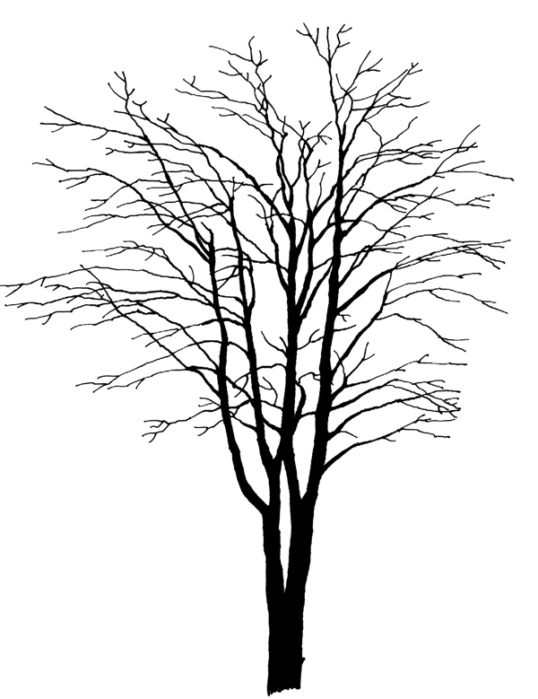 树贴图素材分层PSD107