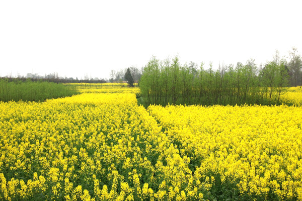 油菜花田图片