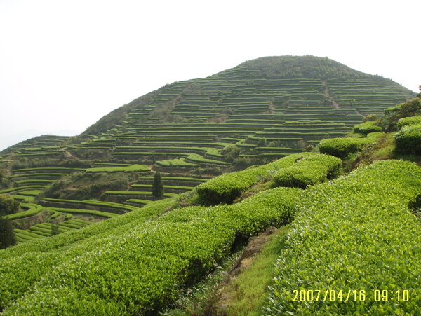 茶园风光图片