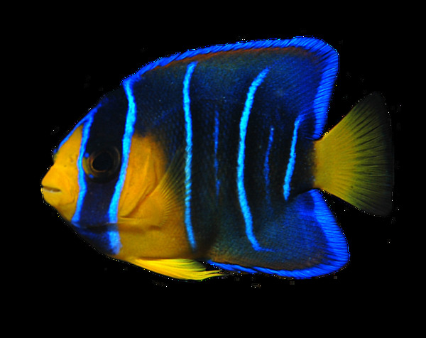 漂亮蓝色条纹鱼免抠png透明素材
