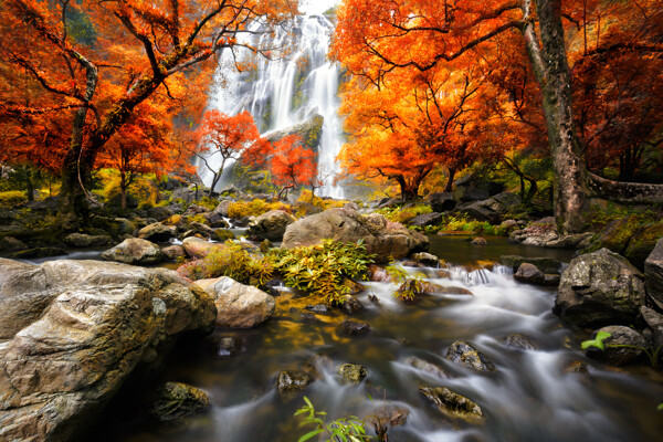 美丽的树林瀑布景色高清图片