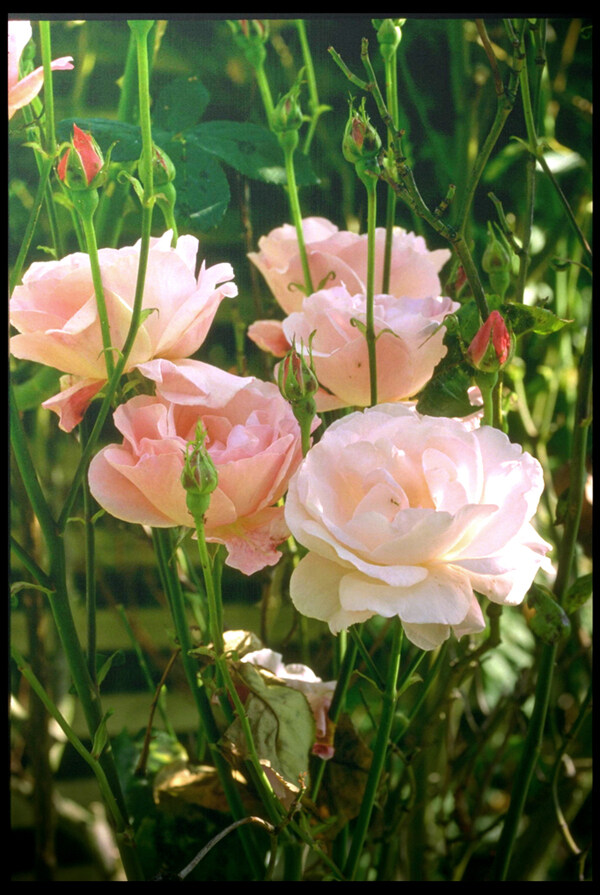 春夏季花卉粉色玫瑰图片