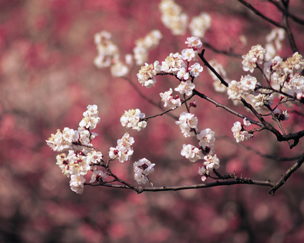 春暖花开