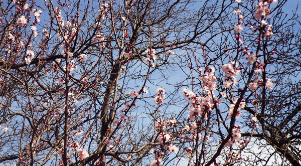 春花灿烂图片