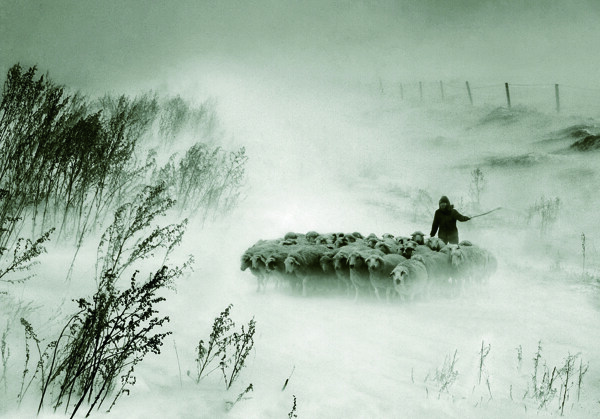 风雪牧羊人图片
