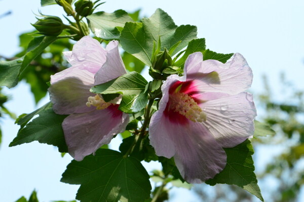 木槿花