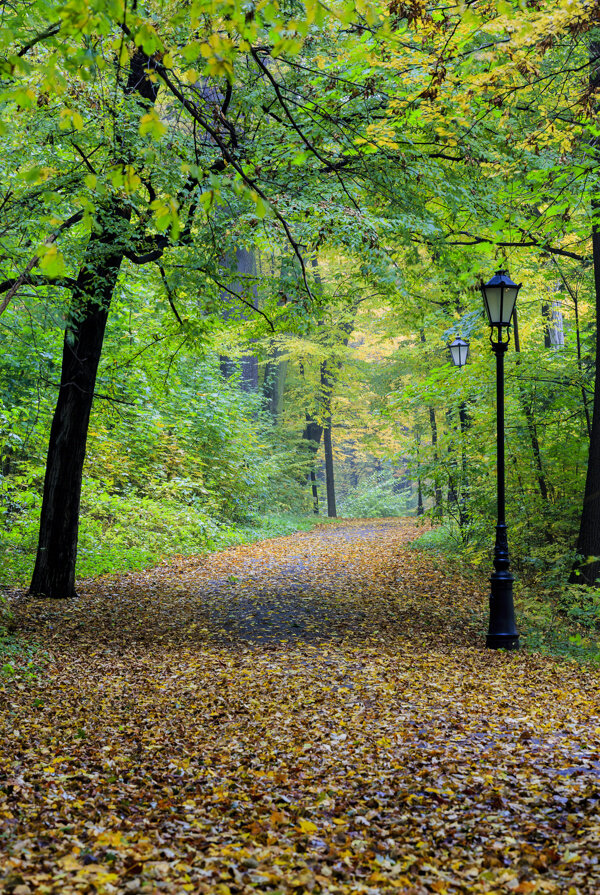 秋天树林道路风景图片