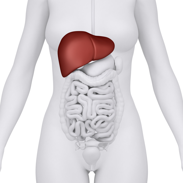 女性肝与肠胃器官图片