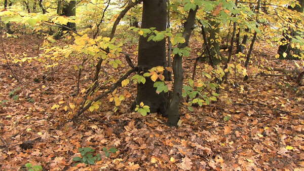 秋天的树叶放大股票视频视频免费下载