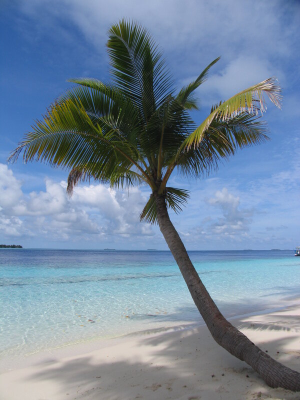 海滩椰树