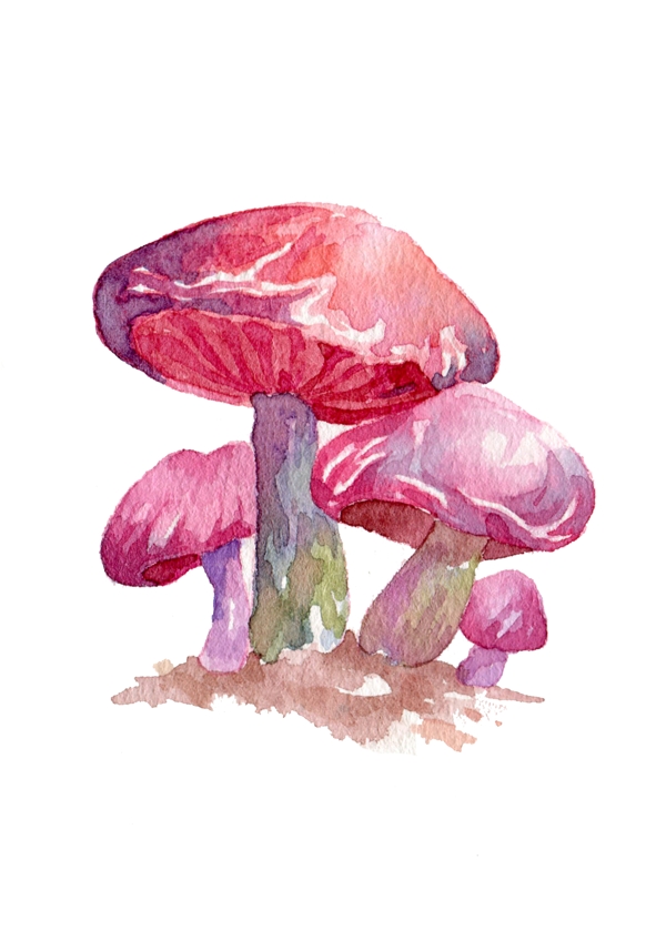 蔬菜蘑菇食物秋季秋日菌类