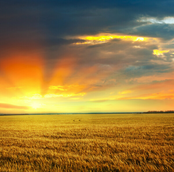 夕阳下的农田图片