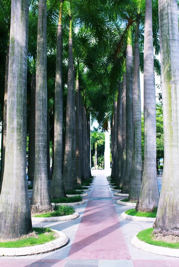 园博园槟榔树图片