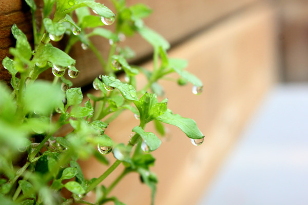 雨后小草图片