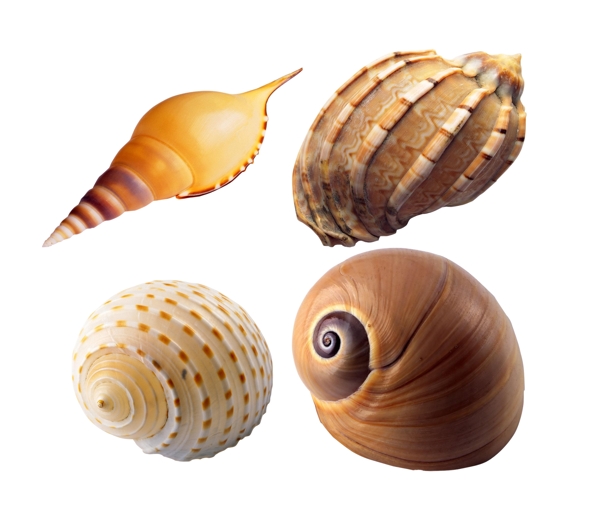 海螺抠图图片