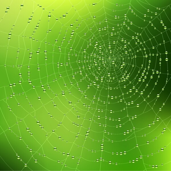 蜘蛛网的背景