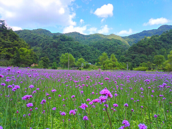 李公坝花海图片