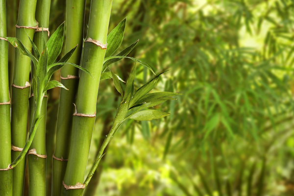 竹子摄影图片