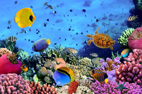 海底鱼类与珊瑚图片