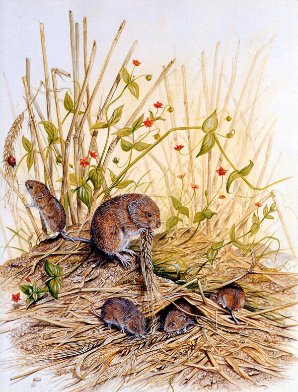 位图艺术效果油画动物老鼠免费素材