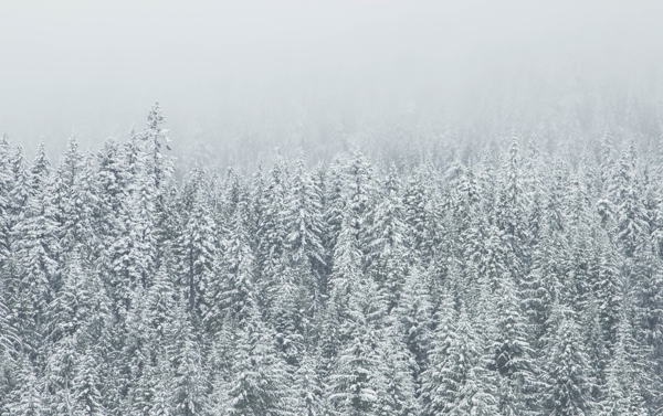 雪山丛林自然生态背景素材