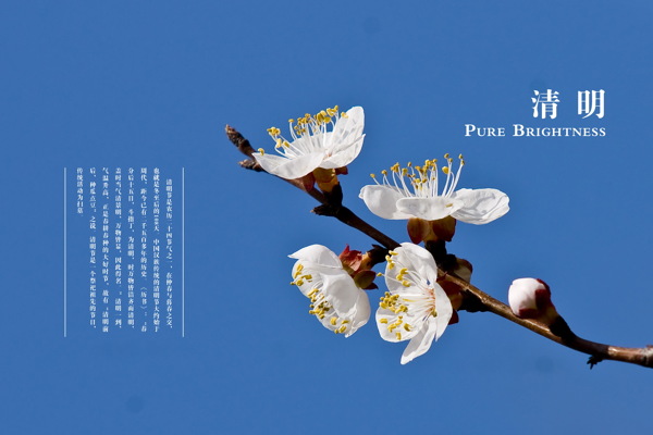 杏花清明节海报图片