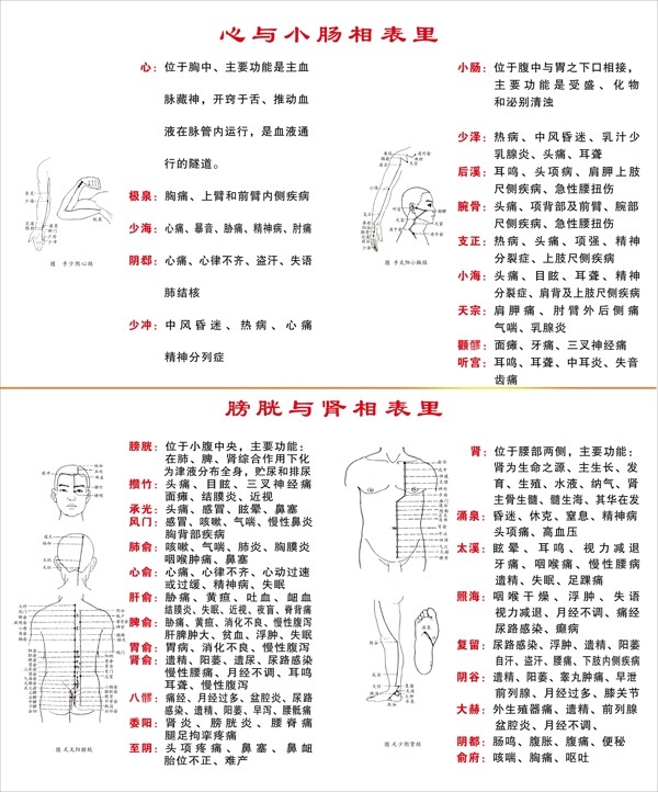 心与小肠相表里图片