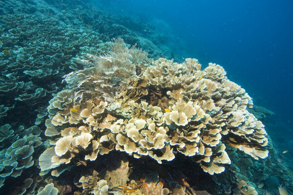开放的珊瑚