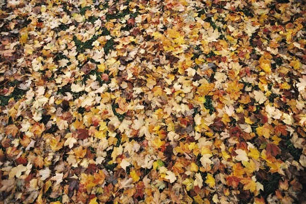 地上的落叶摄影图片