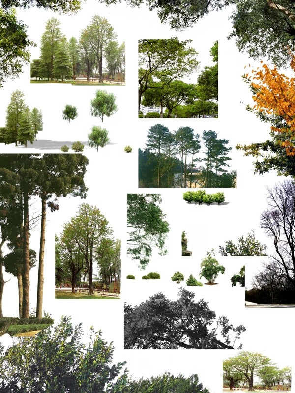 树群和树木图片